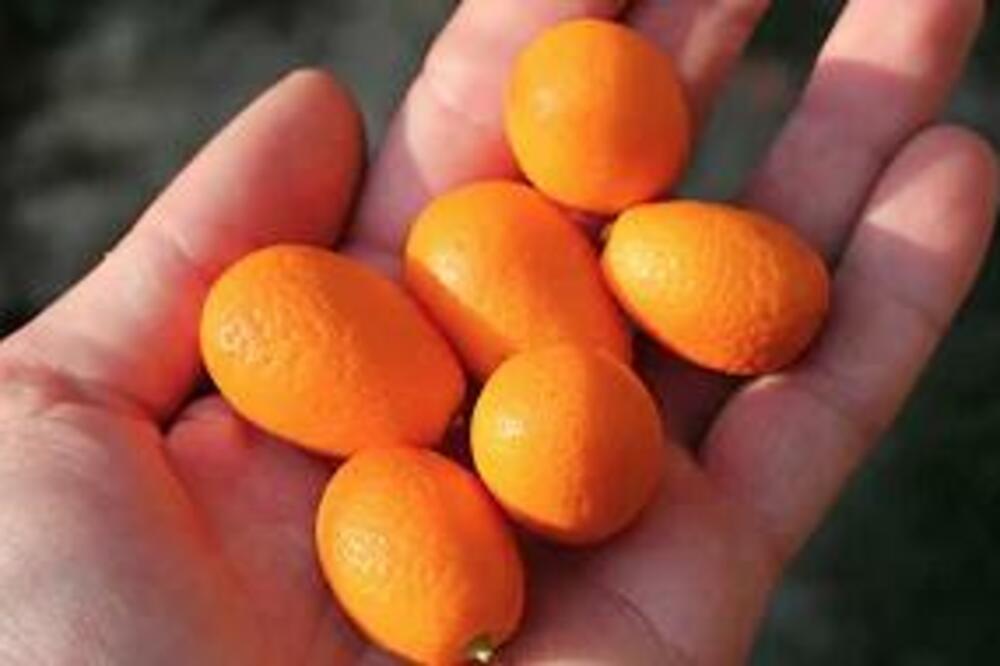 OVO VOĆE ŠTITI VAS OD UPALA, A ODLIČNO JE I ZA VID: Od njega se dobija i SLATKO