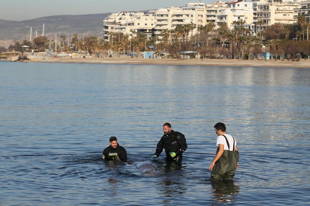 STRAVIČAN PRIZOR NA PLAŽI: Na obalu se nasukalo 14 mladih KITOVA, razlog obavijen velom MISTERIJE! (VIDEO)