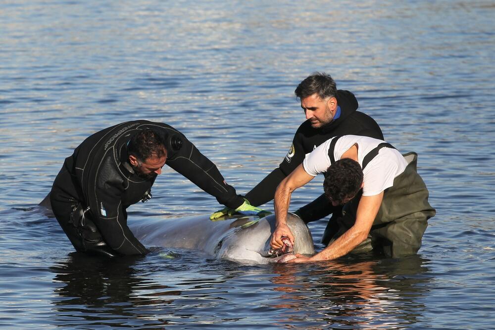 POTRESNI PRIZOR KOD ATINE! Mladunče kita u teškom stanju se nasukalo na OBALU, prognoze veoma LOŠE (FOTO)