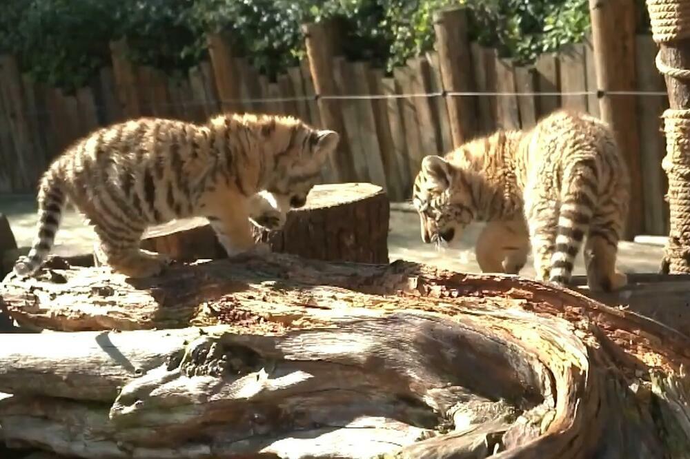 PRVI PUT PRED OČIMA JAVNOSTI: Novorođene bliznakinje sibirskih tigrova u Kunmingu! (VIDEO)