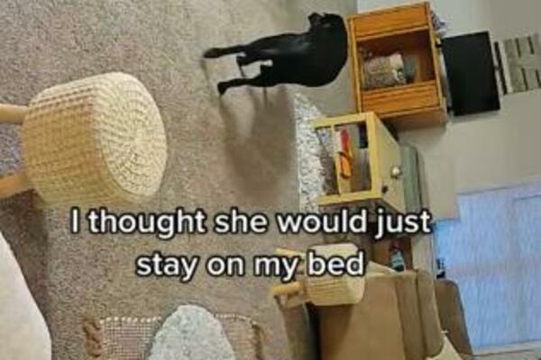 VLASNICA POSTAVILA KAMERU DA VIDI ŠTA JOJ PAS RADI KAD JE NEMA: Njemu je KRATAK PERIOD VEČNOST! (VIDEO)