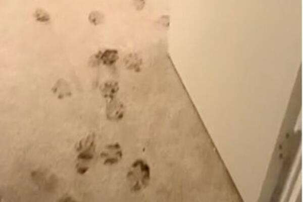 PAS VLASNIKU PRIREDIO OPŠTI HAOS, PA SE "NAPRAVIO LUD": Hit SNIMAK koji će vas NASMEJATI (VIDEO)