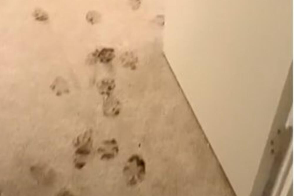 PAS VLASNIKU PRIREDIO OPŠTI HAOS, PA SE "NAPRAVIO LUD": Hit SNIMAK koji će vas NASMEJATI (VIDEO)