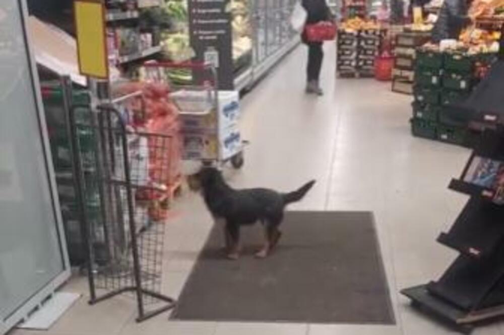 PRESLADAK SNIMAK PSA NASMEJAO BEOGRAĐANE: Kuca se "svađa" u prodavnici (VIDEO)