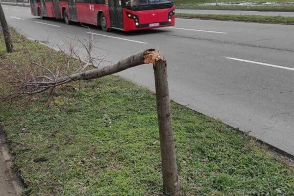 POLOMLJENO 12 STABALA NA NOVOM BEOGRADU: Hitno se oglasio Goran Vesić, podnete su krivične!