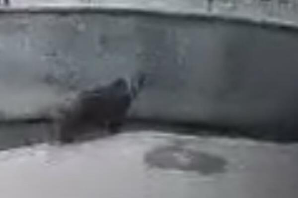 HOROR U ZOOLOŠKOM VRTU, POJAVIO SE STRAVIČAN SNIMAK: Žena BACILA DETE u kavez sa MEDVEDIMA! (UZNEMIRUJUĆI VIDEO)