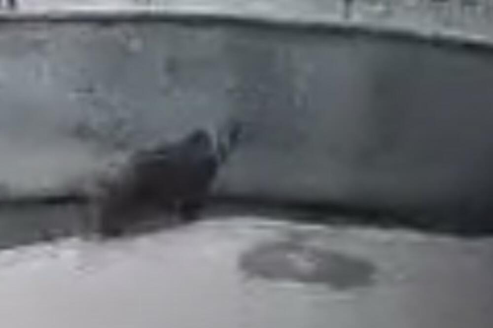 HOROR U ZOOLOŠKOM VRTU, POJAVIO SE STRAVIČAN SNIMAK: Žena BACILA DETE u kavez sa MEDVEDIMA! (UZNEMIRUJUĆI VIDEO)