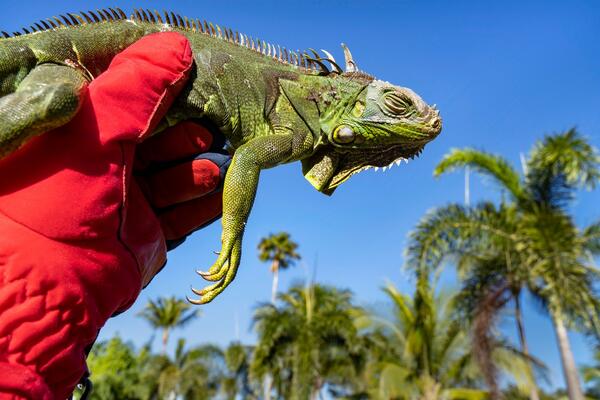 IGUANE ZBOG TURISTA DOBILE ŠEĆER! Čim vide BRODOVE, trče zbog GROŽĐA, postale su ZAVISNE od SLATKOG