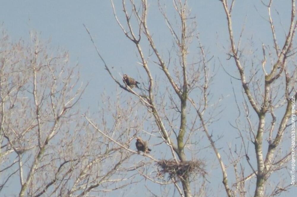 JOŠ JEDAN PAR ORLOVA KRSTAŠA SVIO SVOJE GNEZDO U SRBIJI: Ljudi čine sve da ih obezbede, oni su ugrožena vrsta!