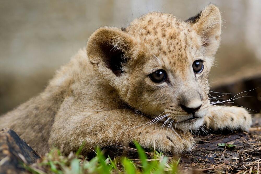 POTRAGA ZA MLADUNČETOM LAVA U BUDVI! Držali ga kao LJUBIMCA u dvorišti, nadležni poručuju da nema mesta PANICI