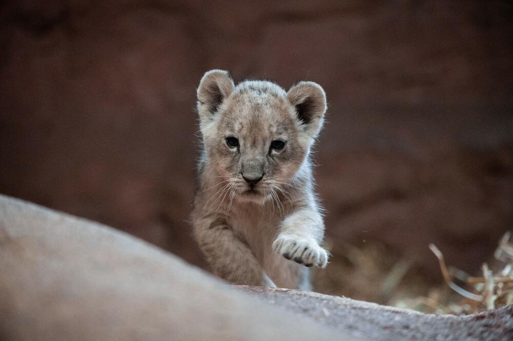 SIMBA U SIGURNIM RUKAMA! Pronađeno MLADUNČE LAVA koje se jutros izgubilo u Budvi