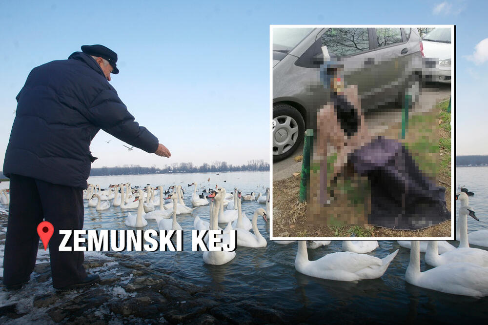 SABLASAN PRIZOR NA ZEMUNSKOM KEJU! Nema ko nije prošao, a da nije PRETRNUO OD STRAHA, šta je ovo? (VIDEO)