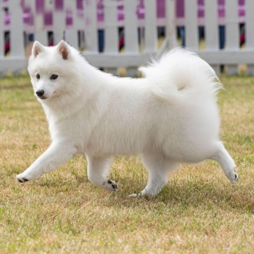 Verujemo da ste doživeli situaciju da ste sa svojim ljubimcem izašli u šetnju, pustili ga da njuši okolinu i uradi šta je potrebno