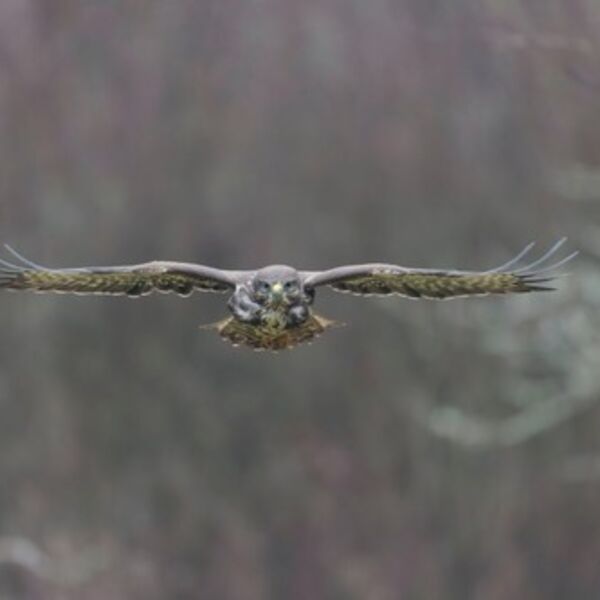 Posmatrao ptice, pa u prirodi našao novčiće: Odneo ih je na procenu, od cifre umalo nije pao u nesvest