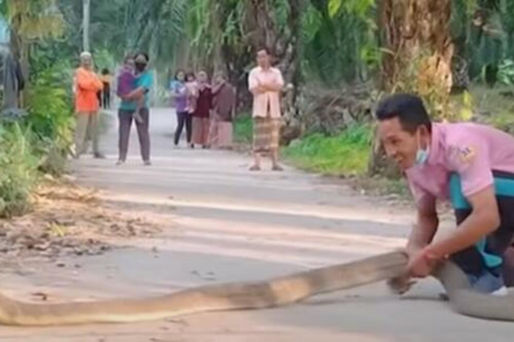 OVO MALO KOME USPEVA! Indijac GOLIM RUKAMA obuzdao ZMIJU, NEVERICA! (VIDEO)