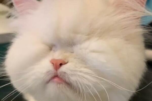 SLEPA MACA BUDI VLASNIKA NAJSLAĐIM MJAUKANJEM KOJE STE ČULI! Živela bez vode i hrane, a pogledajte je SAD (VIDEO)