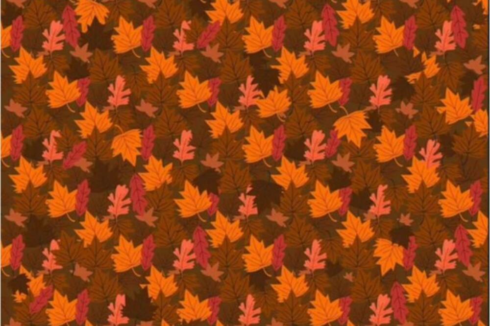 MOŽETE LI DA NAĐETE ŽIVOTINJU NA SLICI NA 15 SEKUNDI? Ovaj test otkriva vašu inteligenciju (FOTO)