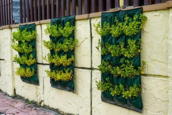 STARA SRPSKA VEROVANJA: Ko bi odsekao ovu biljku desile bi mu se strašne stvari!