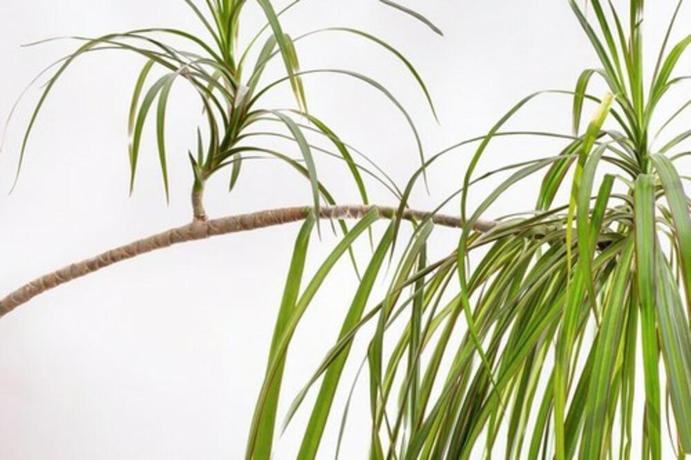 OVA BILJKA ČISTI VAZDUH I DUGO MOŽE DA IZDRŽI BEZ VODE: Zovu je "zmajevo drvo", evo kako se gaji!