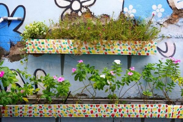 DA LI SE ČULI ZA PEGAVU BEGONIJU? Svi trče da je nabave U JESEN, evo i zbog čega