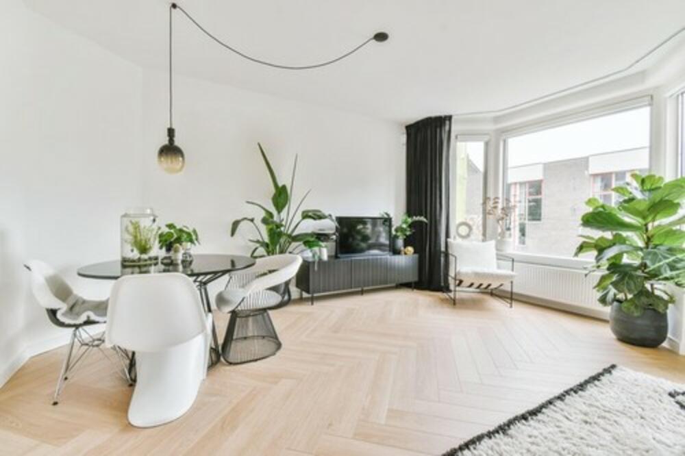 BILJKA KOJA PRIVLAČI NOVAC KAO MAGNET! Trebali biste da je imate u KUĆI