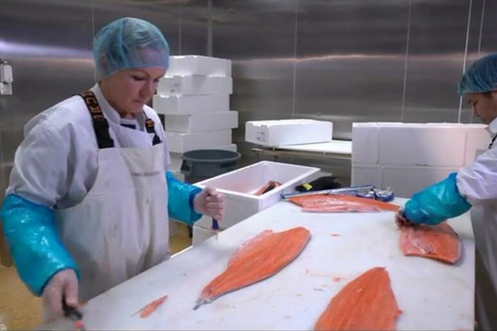 NIŠLIJA ZAVRŠIO NA ALJASCI DA BI ČISTIO RIBU: Srbe posebno cene, radi se 18 SATI DNEVNO, ali je ZARADA BOLI GLAVA!