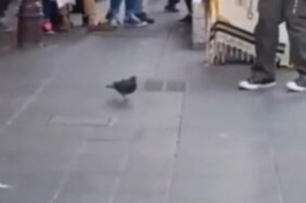 GOLUB IGRA NA JEDNOJ NOZI, SVI PILJE U NJEGA: Muzika TREŠTI, on CUPKA KO LUD (VIDEO)