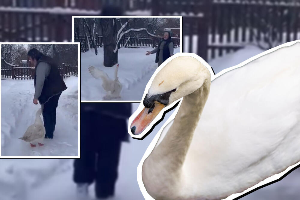 ŠTA TO RADE OVA GUSKA I NJENA VLASNICA? O njihovom susretu priča ceo komšiluk, TO JE LJUBAV - TO SE VOLI (VIDEO)