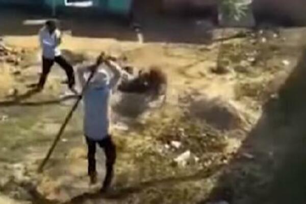 KRVOLOČNA ZVER UŠETALA U ŠKOLU: Mališani bili u VELIKOJ OPASNOSTI, odigrala se PRAVA DRAMA! (VIDEO)