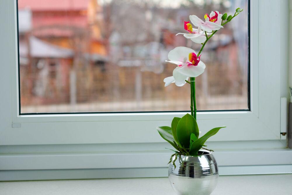 CVEĆE U VAZI ĆE OSTATI SVEŽE SAMO AKO URADITE OVO: Malo ko je znao za to