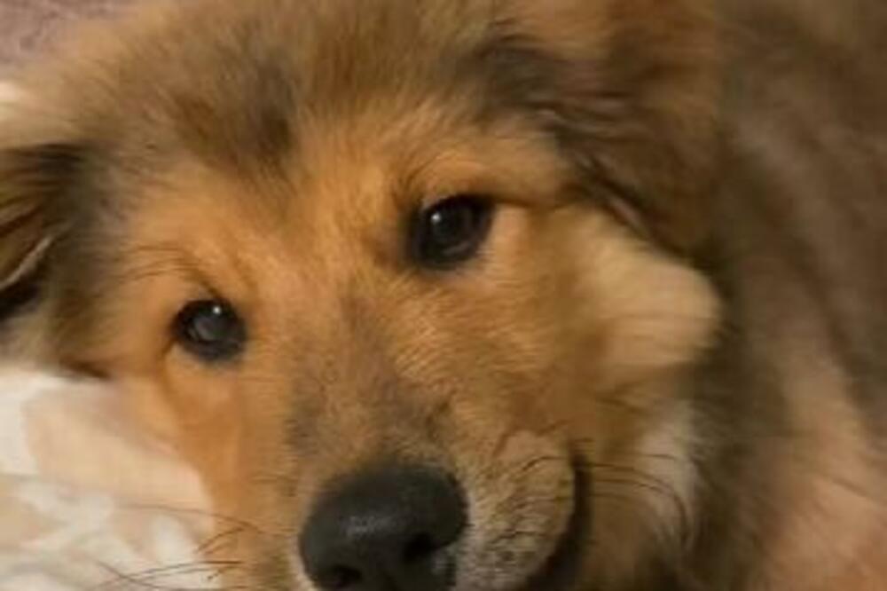 KOLIKO JE SAMO SLATKA TA KUCA: Vlasnica ga prvi put pustila u krevet, a njegova REAKCIJA JE POTPUNO MAGIČNA (VIDEO)