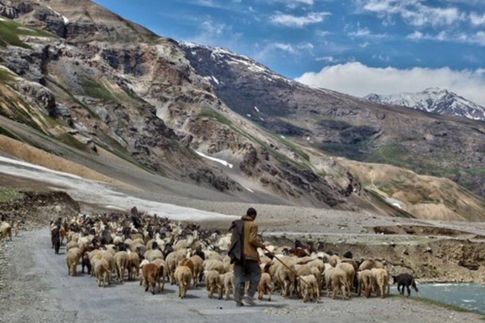 BIZARNO! Poslanik ŽRTVOVAO više od 100 koza, nećete verovati zbog čega (FOTO)