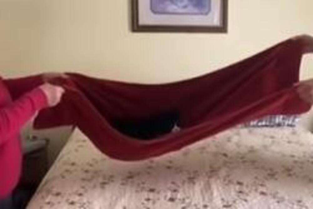 PRESLATKO! Pogledajte KAKO se OVA maca LJULJUŠKA, uživa na PRAVI NAČIN! (VIDEO)