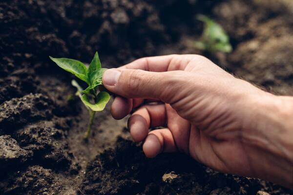 EVO KAKO PREĆI NA ORGANSKU PROIZVODNJU! Stručnjak otkrio koji delovi Srbije imaju najbolji POTENCIJAL