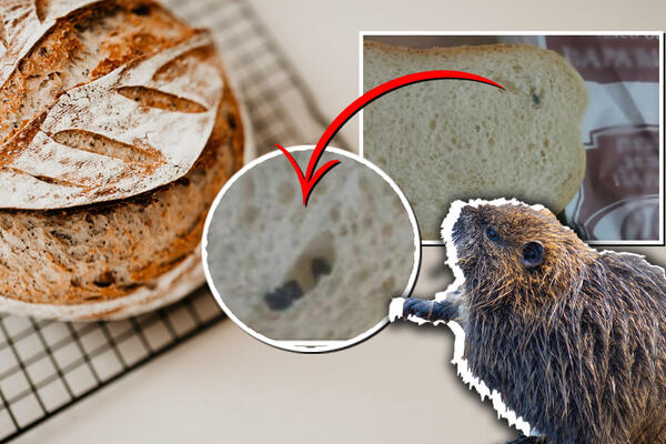 PARAĆINCI TVRDE DA SU PRONAŠLI MIŠJI IZMET U HLEBU, A IZ PROIZVODNJE KAŽU DRUGO: Na šta vama OVO liči? (FOTO)