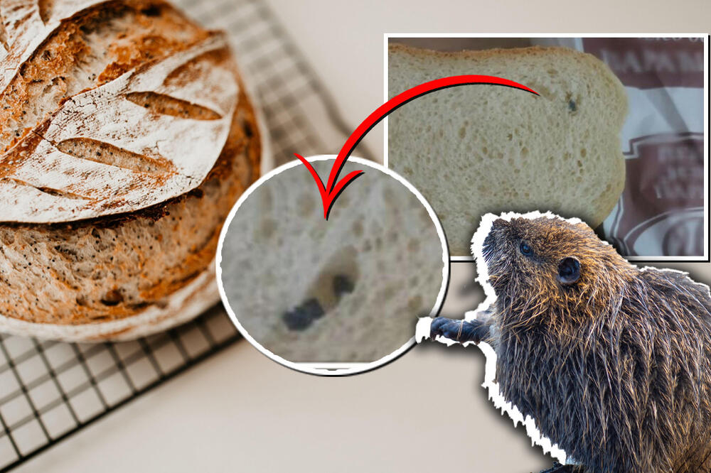 PARAĆINCI TVRDE DA SU PRONAŠLI MIŠJI IZMET U HLEBU, A IZ PROIZVODNJE KAŽU DRUGO: Na šta vama OVO liči? (FOTO)