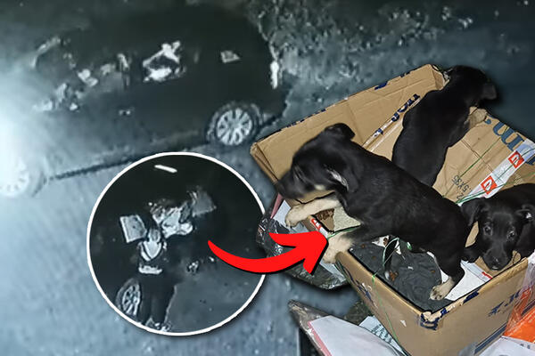 OTAC, MAJKA I DETE USRED NOĆI U KOTEŽU IZBACILI IZ GEPEKA DŽAK! To su ŽIVA BIĆA! Kamere SNIMILE sve (VIDEO)