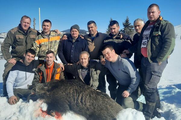 UHVAĆENA GRDOSIJA KOJA JE MESECIMA PLAŠILA MEŠTANE SELA KOD NOVE VAROŠI: Mladi lovac ga odstrelio (FOTO)