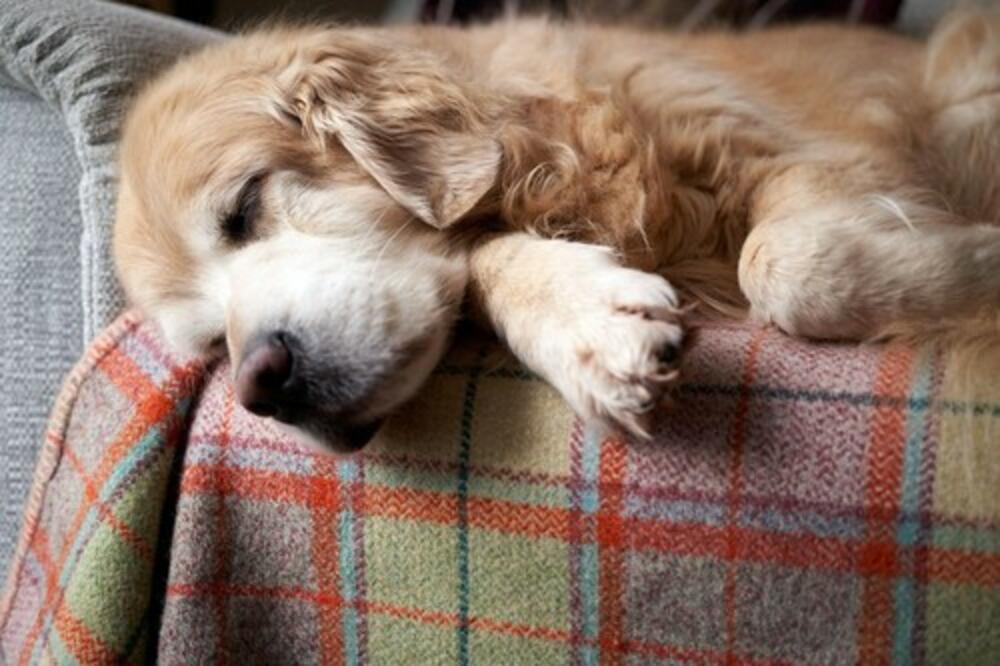 OVIH 6 ČINJENICA O VAŠIM PSIMA NISTE ZNALI: Ima i momenat sa "SMRDLJIVIM NOGAMA"