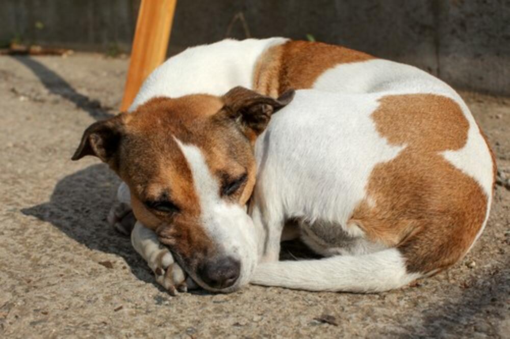 HEROJSKI PODVIG: Tinejdžeri spasili psa iz jezera, u Smederevu se samo o njima priča