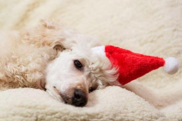 ISHRANA JE POLA ZDRAVLJA: Kako da izaberete pravu hranu za vašeg psa?