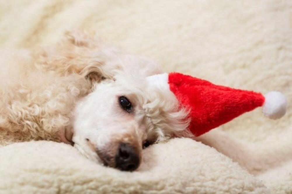 ISHRANA JE POLA ZDRAVLJA: Kako da izaberete pravu hranu za vašeg psa?