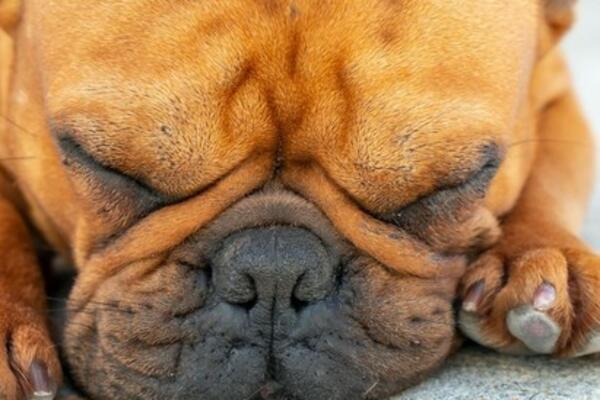 INTELIGENCIJA OVIM RASAMA NIJE JAČA STRANA: Proverite da li je i vaš PAS među NJIMA!