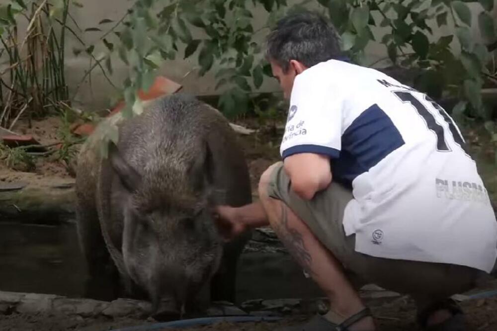 NESVAKIDAŠNJI IZBOR LJUBIMCA! Muškarac udomio DIVLJEG VEPRA, odgajao ga sa svojim psima (VIDEO)