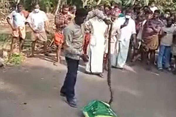 LOVAC NA ZMIJE ZAVRŠIO NA RESPIRATORU NAKON UGRIZA KOBRE! Evo sa koliko bočica PROTIVOTROVA su ga spasili (VIDEO)