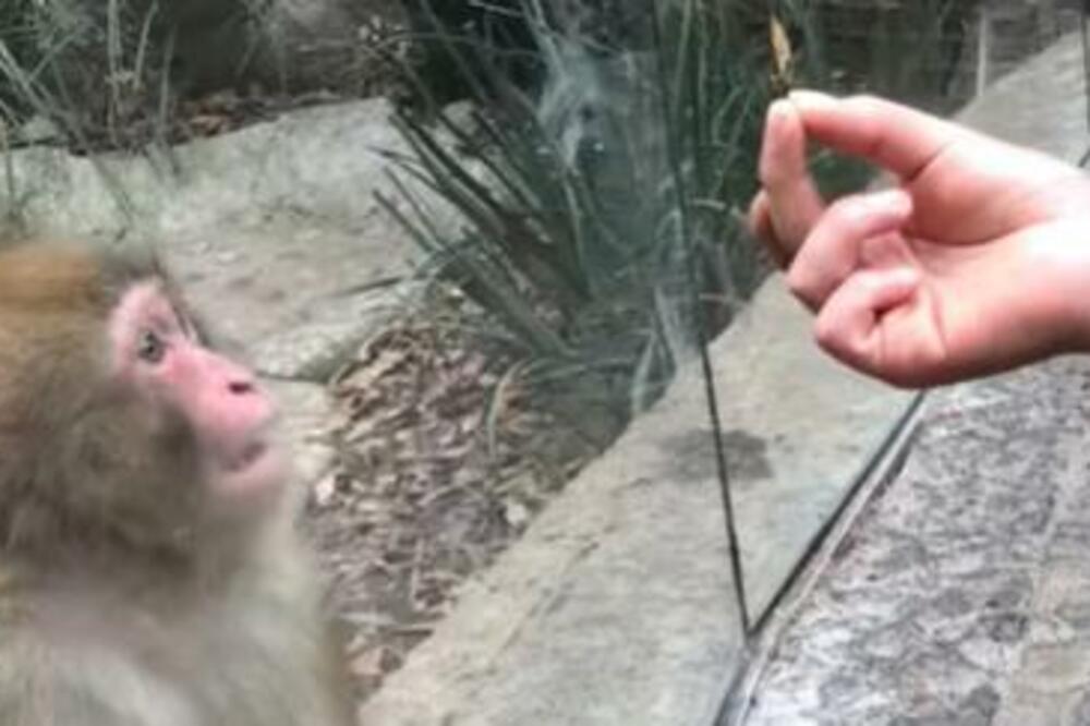 MAJMUNČE ZANEMELO KADA JE VIDELO MAĐIONIČARSKI TRIK: Njegova ZBUNJENA reakcija će vas SLATKO NASMEJATI (VIDEO)