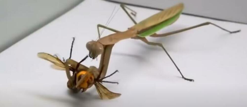 Bogomoljka, Stršljen, Tuča