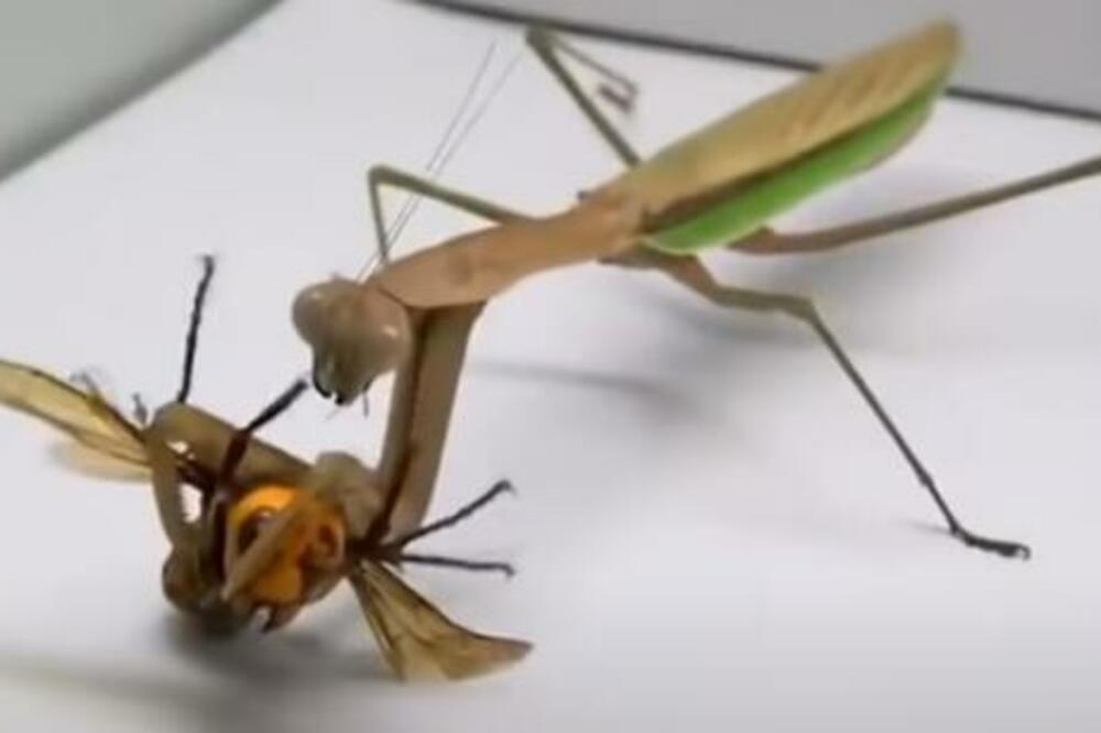 Najezda insekta kog se Srbi plaše, veruju da prenosi BOLEST: Pravi su predatori, sad se pojavila još groznija vrsta