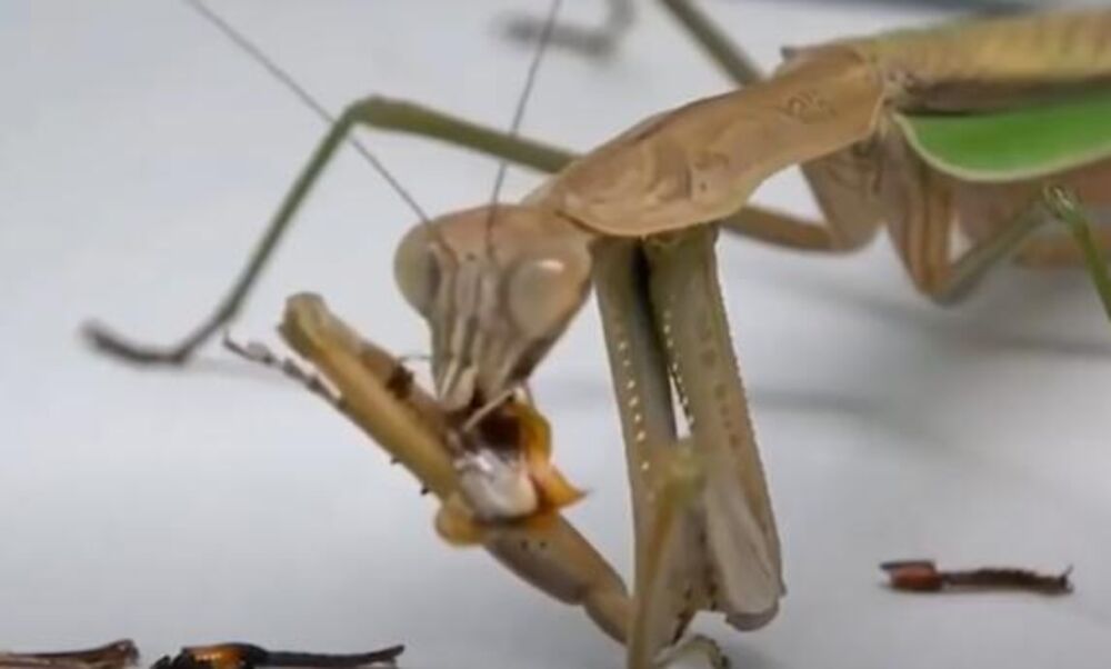 Bogomoljka, Stršljen, Tuča