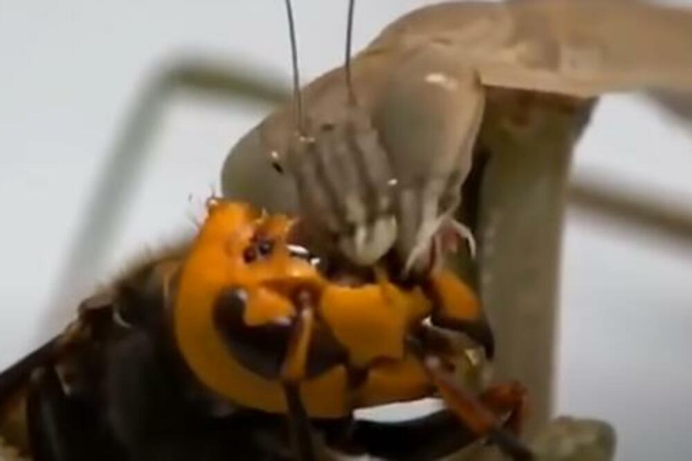 Odmah stavite ovo u usta: Doktorka objasnila šta treba uraditi kod ujeda stršljena, prvih 5 minuta su ključni